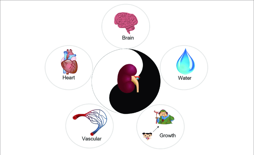 The-function-of-kidney-in-Traditional-Chinese-Medicine-The-kidney-store-essence-and